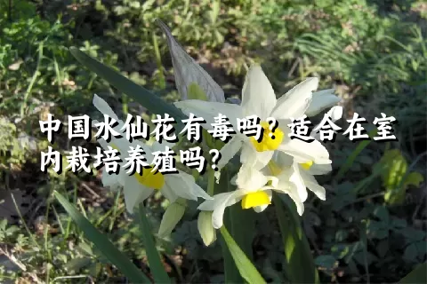 中国水仙花有毒吗？适合在室内栽培养殖吗？