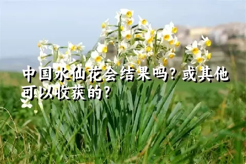 中国水仙花会结果吗？或其他可以收获的？