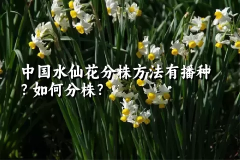 中国水仙花分株方法有播种？如何分株？