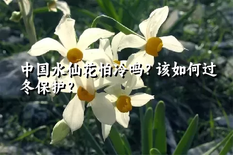 中国水仙花怕冷吗？该如何过冬保护？