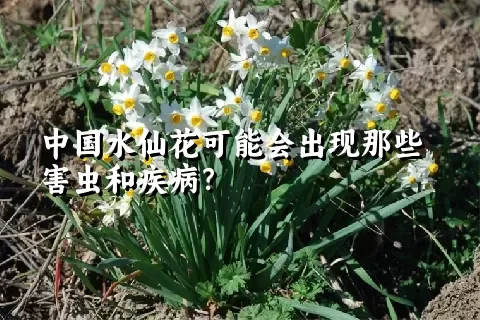 中国水仙花可能会出现那些害虫和疾病？