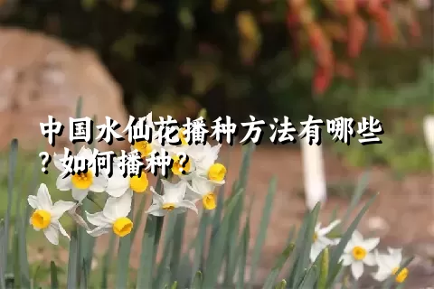 中国水仙花播种方法有哪些？如何播种？