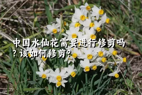 中国水仙花需要进行修剪吗？该如何修剪？