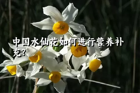 中国水仙花如何进行营养补充？