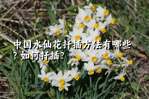 中国水仙花扦插方法有哪些？如何扦插？