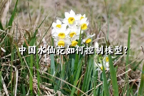 中国水仙花如何控制株型？