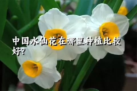 中国水仙花在哪里种植比较好？