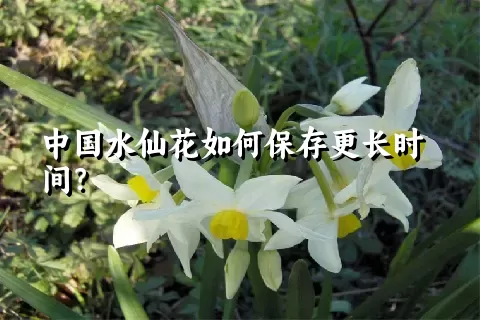 中国水仙花如何保存更长时间？