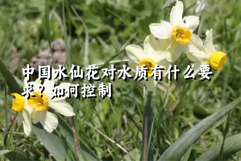 中国水仙花对水质有什么要求？如何控制