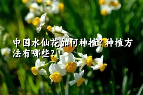 中国水仙花如何种植？种植方法有哪些？