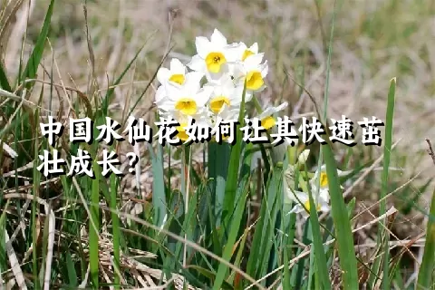 中国水仙花如何让其快速茁壮成长？