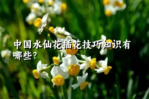 中国水仙花插花技巧知识有哪些？