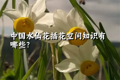 中国水仙花插花空间知识有哪些？