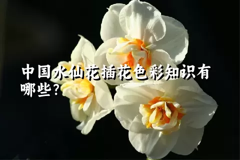 中国水仙花插花色彩知识有哪些？