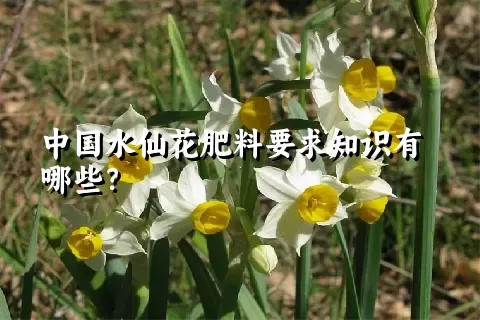 中国水仙花肥料要求知识有哪些？