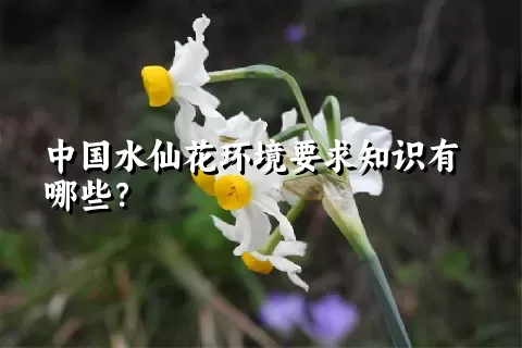 中国水仙花环境要求知识有哪些？