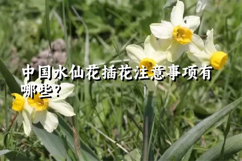 中国水仙花插花注意事项有哪些？