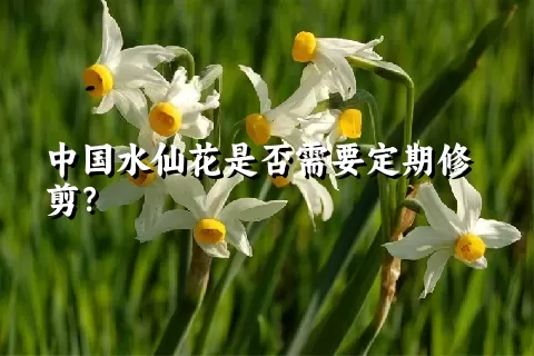 中国水仙花是否需要定期修剪？