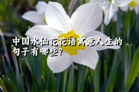 中国水仙花花语寓意人生的句子有哪些？