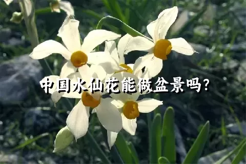 中国水仙花能做盆景吗？