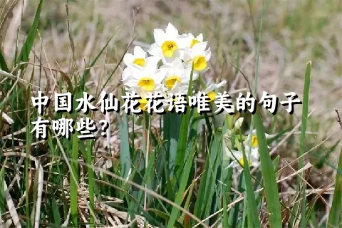 中国水仙花花语唯美的句子有哪些？