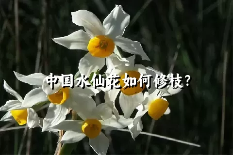 中国水仙花如何修枝？