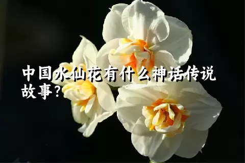 中国水仙花有什么神话传说故事？