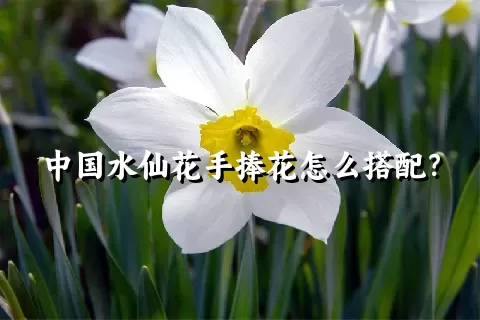 中国水仙花手捧花怎么搭配？