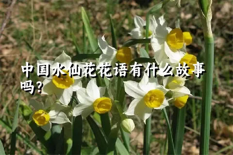 中国水仙花花语有什么故事吗？