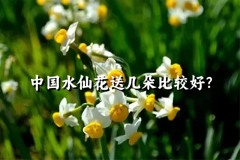 中国水仙花送几朵比较好？