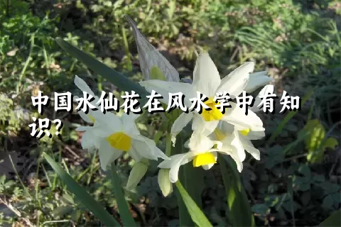 中国水仙花在风水学中有知识？