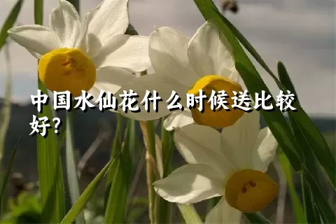 中国水仙花什么时候送比较好？