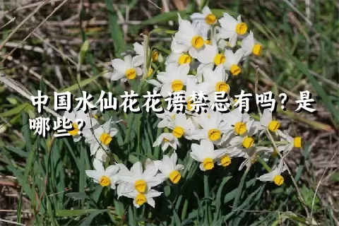 中国水仙花花语禁忌有吗？是哪些？