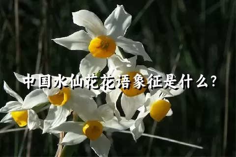 中国水仙花花语象征是什么？