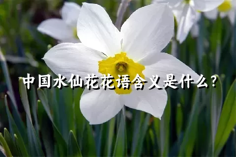 中国水仙花花语含义是什么？