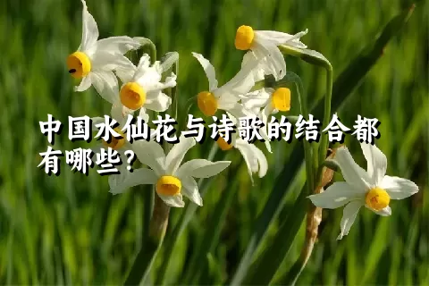 中国水仙花与诗歌的结合都有哪些？