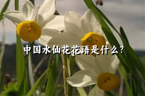 中国水仙花花语是什么？