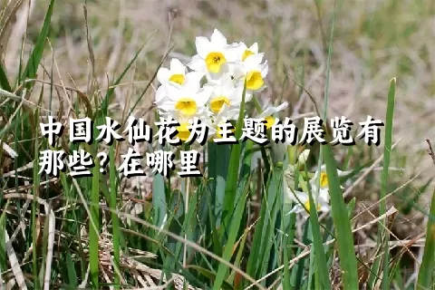 中国水仙花为主题的展览有那些？在哪里