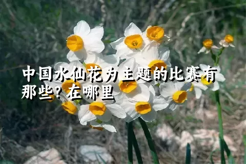 中国水仙花为主题的比赛有那些？在哪里