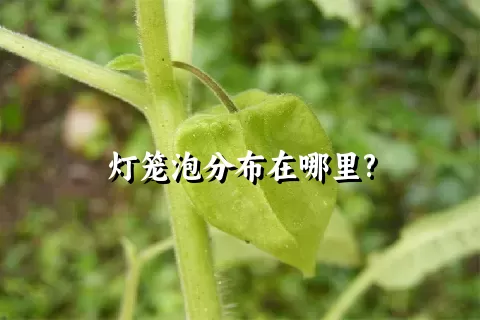 灯笼泡分布在哪里?