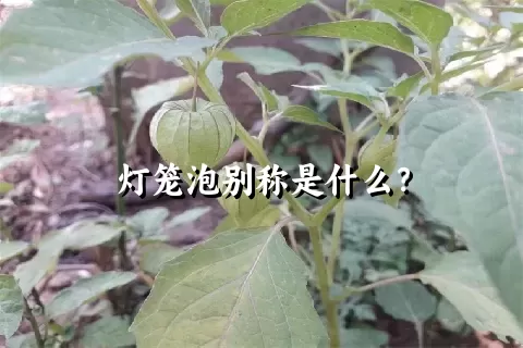 灯笼泡别称是什么？