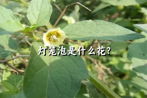 灯笼泡是什么花？