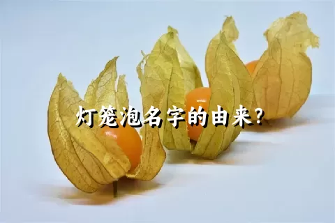 灯笼泡名字的由来？