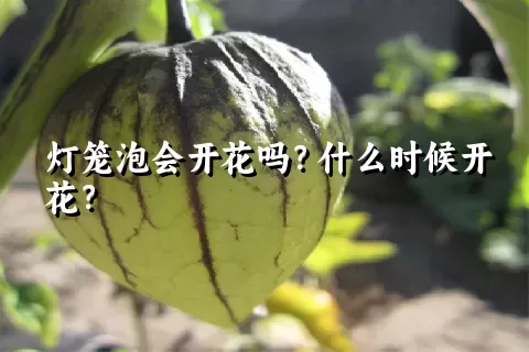 灯笼泡会开花吗？什么时候开花？