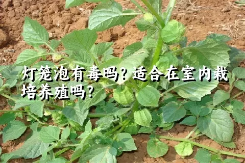 灯笼泡有毒吗？适合在室内栽培养殖吗？