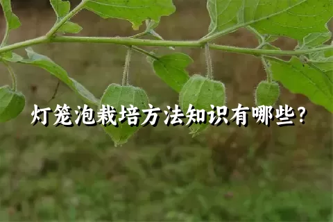 灯笼泡栽培方法知识有哪些？