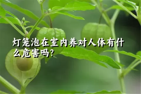 灯笼泡在室内养对人体有什么危害吗？