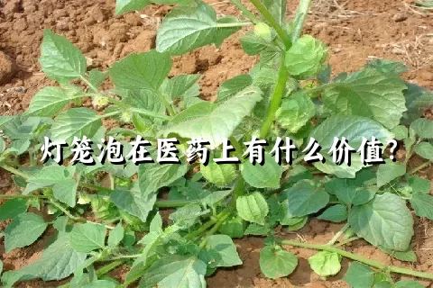 灯笼泡在医药上有什么价值？