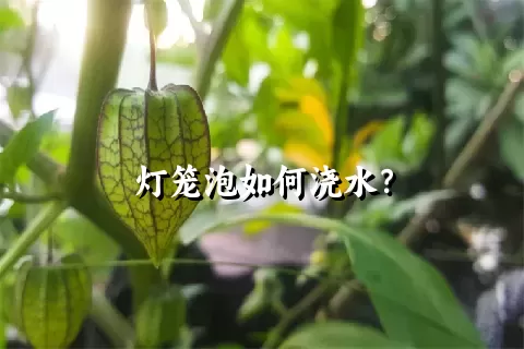 灯笼泡如何浇水？