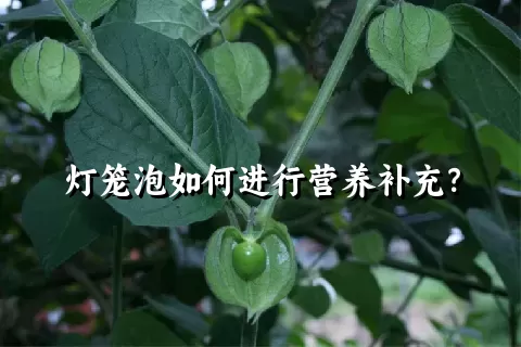 灯笼泡如何进行营养补充？